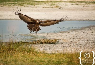 Hippo Okavango Delta channels Botswana photography wildlife