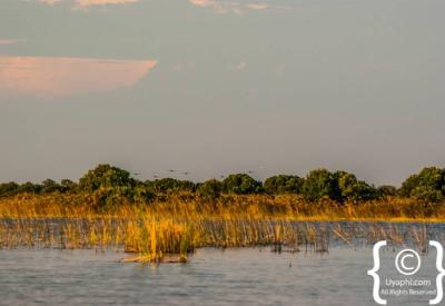 Hippo Okavango Delta channels Botswana photography wildlife