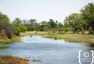 Elephant wading Okavango Delta shallows Botswana wildlife photography