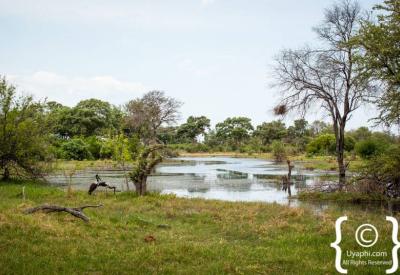 Elephant wading Okavango Delta shallows Botswana wildlife photography