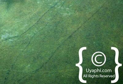 Aerial Photographs Over Botswana