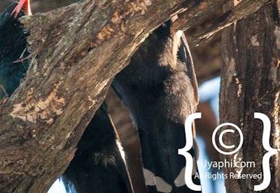 Botswana Bird Pictures