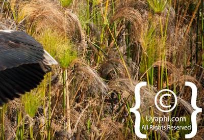 Botswana Bird Pictures
