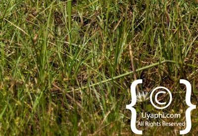 Botswana Bird Pictures