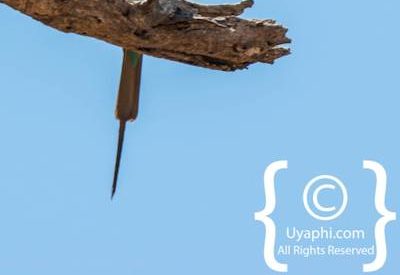 Botswana Bird Pictures