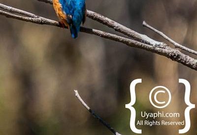 Botswana Bird Pictures