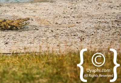 Botswana Bird Pictures