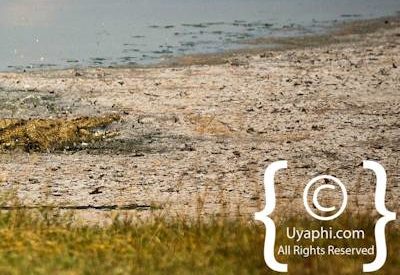 Botswana Bird Pictures