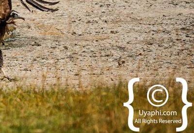 Botswana Bird Pictures