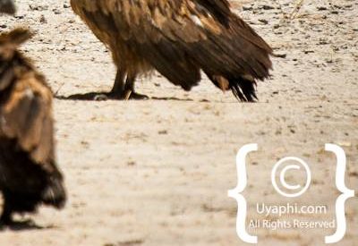 Botswana Bird Pictures