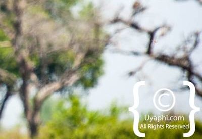 Botswana Bird Pictures