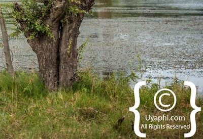 Botswana Bird Pictures