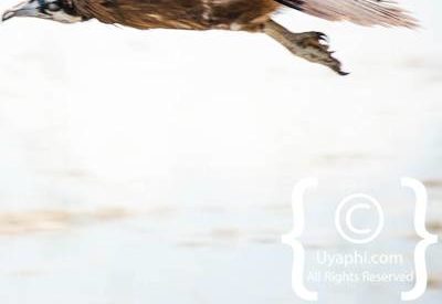 Botswana Bird Pictures