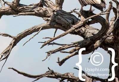 Botswana Bird Pictures