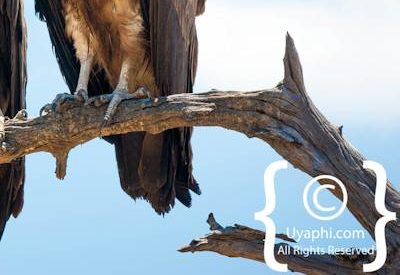 Botswana Bird Pictures
