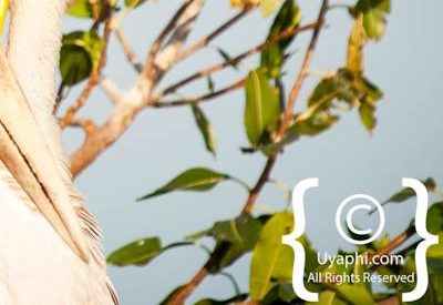 Bird Photographs In Botswana