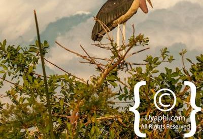 Bird Photographs In Botswana