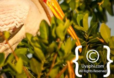 Bird Photographs In Botswana