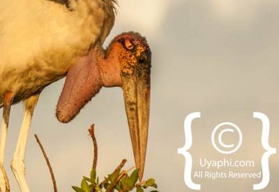 Bird Photographs In Botswana