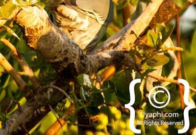 Bird Photographs In Botswana