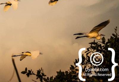 Bird Photographs In Botswana