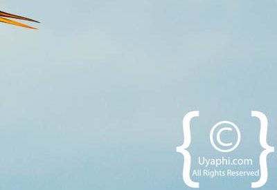 Bird Photographs In Botswana