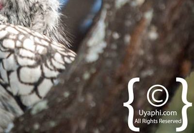 Botswana Bird Pictures