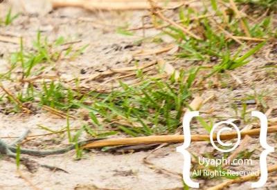 Bird Photographs In Botswana