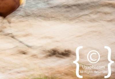 Bird Photographs In Botswana