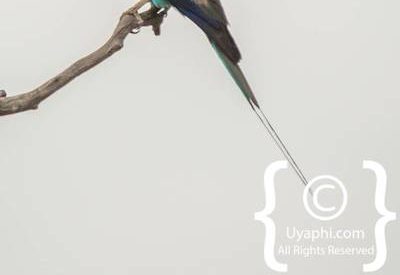 Bird Photographs In Botswana