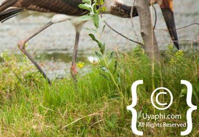 Bird Photographs In Botswana