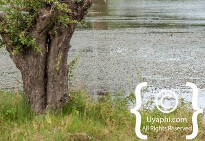 Bird Photographs In Botswana