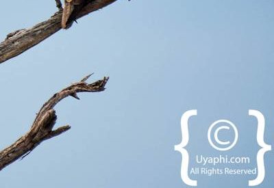 Bird Photographs In Botswana