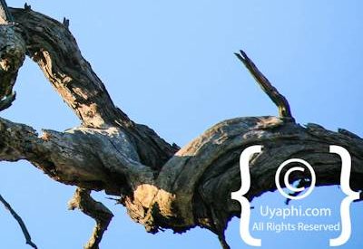 Bird Photographs In Botswana