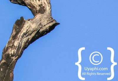 Bird Photographs In Botswana