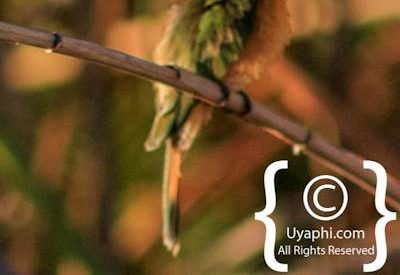 Bird Photographs In Botswana