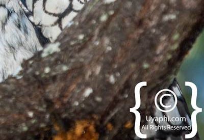 Botswana Bird Pictures