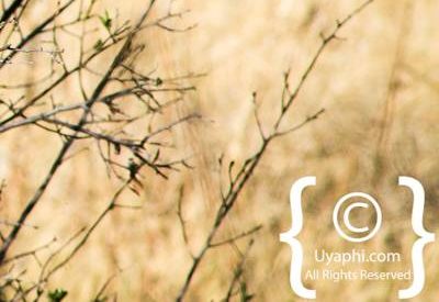 Bird Photographs In Botswana