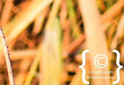 Bird Photographs In Botswana