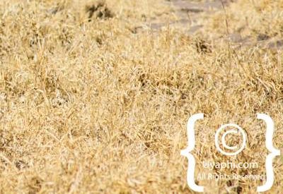 Bird Photographs In Botswana