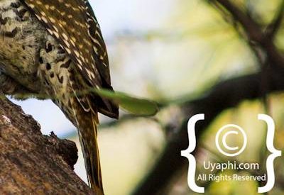 Bird Photographs In Botswana