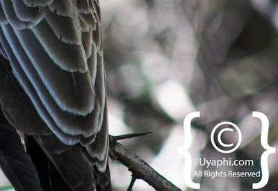 Bird Photographs In Botswana