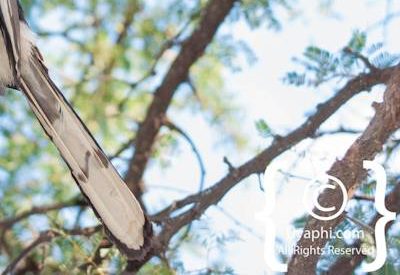 Botswana Bird Pictures