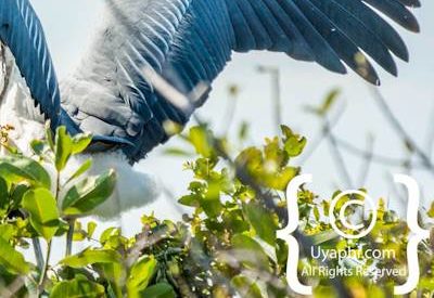 Botswana Bird Pictures