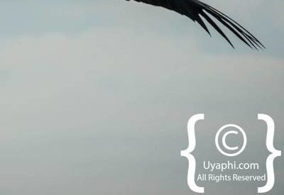 Botswana Bird Pictures