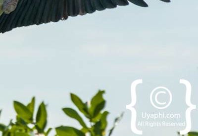 Botswana Bird Pictures