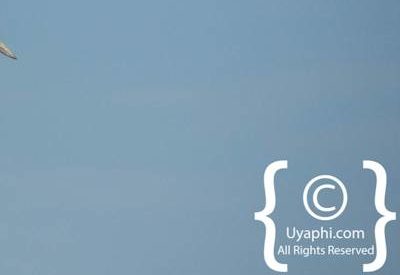 Botswana Bird Pictures