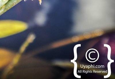 Botswana Scenery Pictures