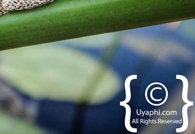 Botswana Scenery Pictures