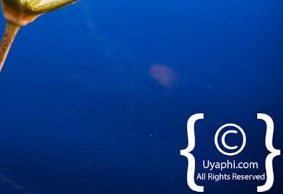 Botswana Scenery Pictures